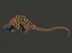 Black-bellied Pangolin