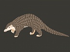 Chinese Pangolin