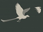 Confuziornis