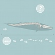 Mitmach-Aufgabe: Wie groß ist der Finnwal?