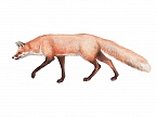 Skizze Fuchs