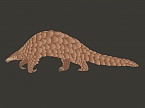 Indian Pangolin