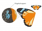 Schmetterling Flügelschuppen